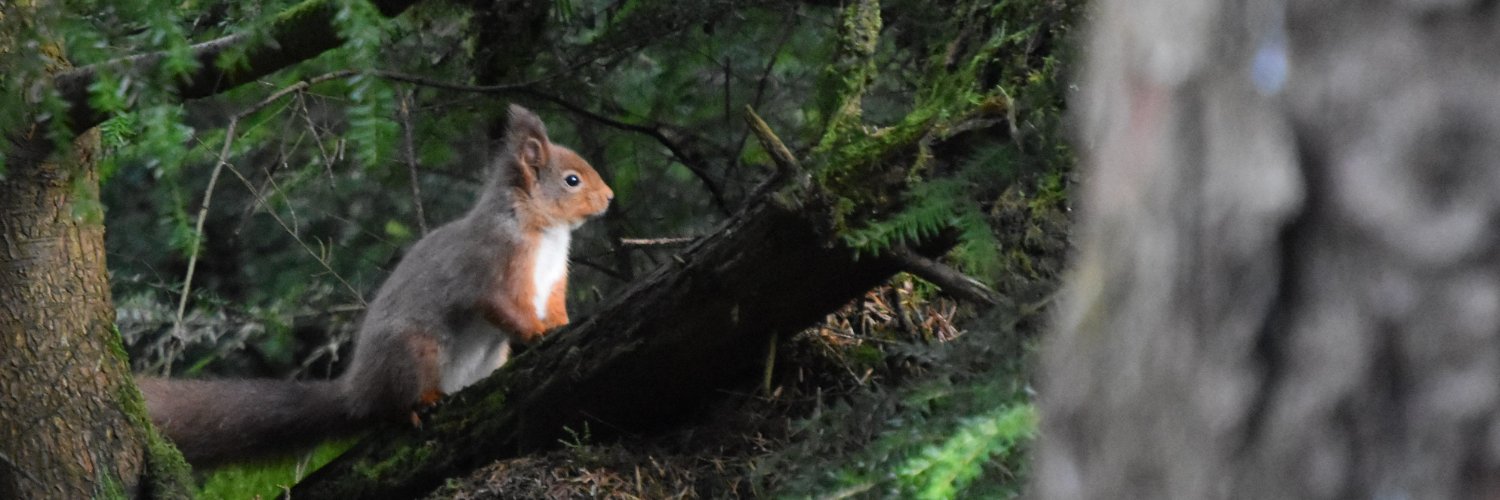 Forest Service Northern Ireland banner
