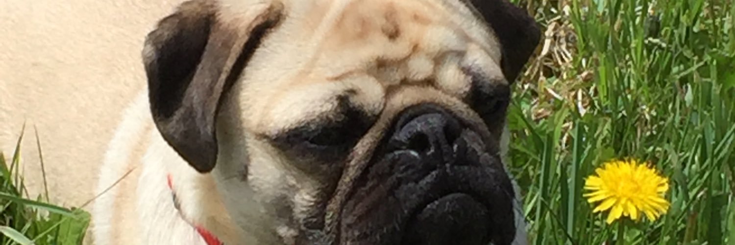 picklesdejour's profile banner image