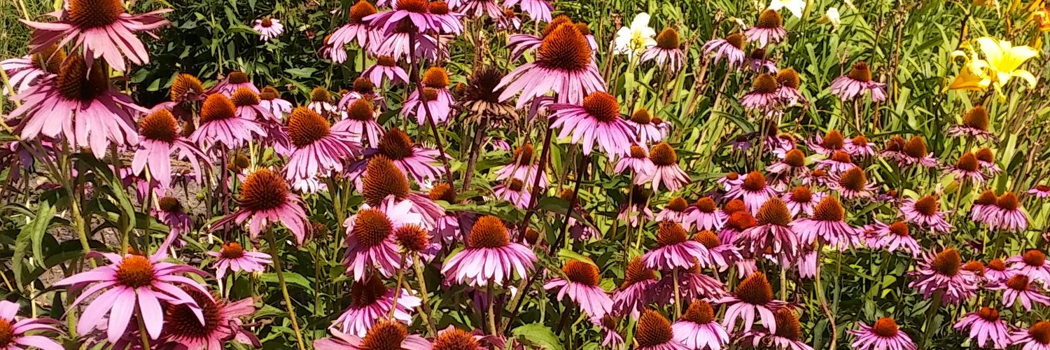 SandraDeeBeauty's profile banner image