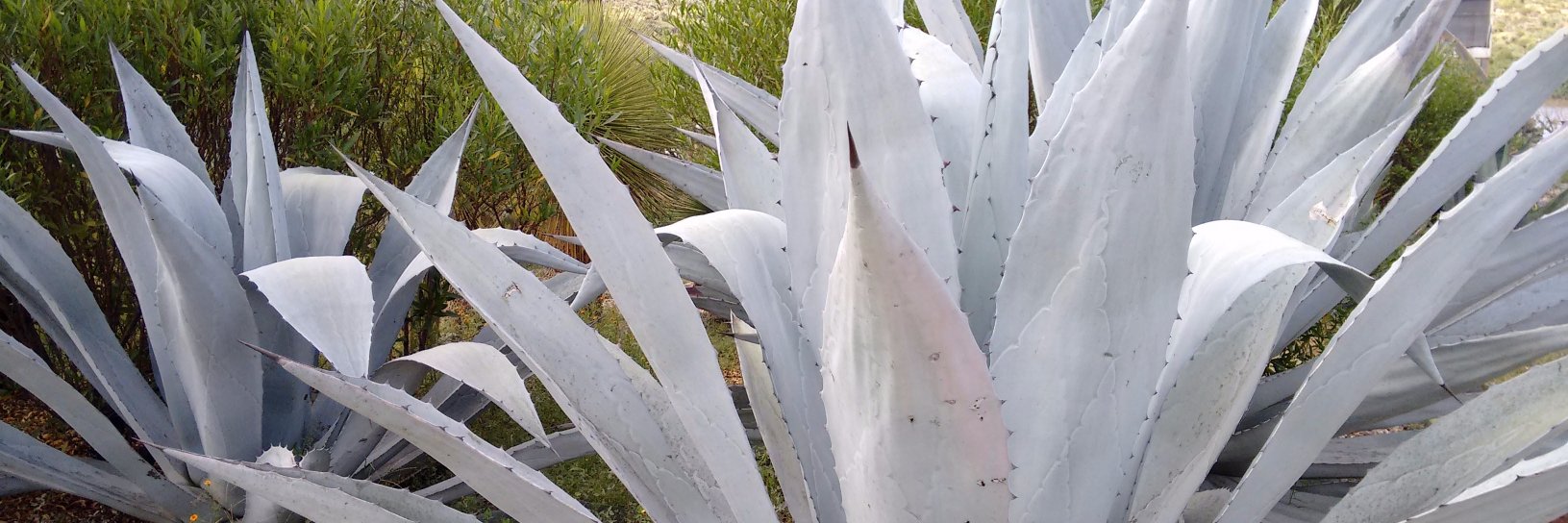 LEBotello's profile banner image