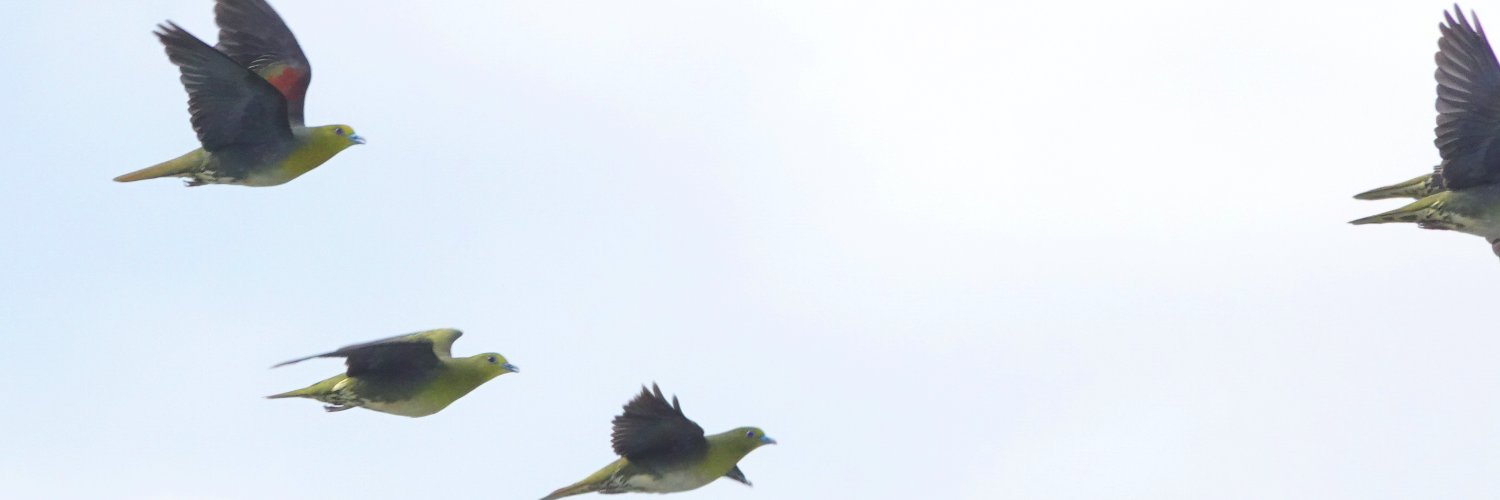 halationmusic's profile banner image