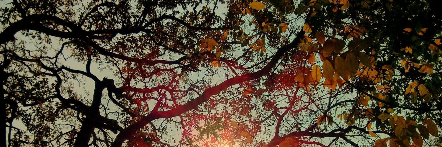 margieparikh's profile banner image