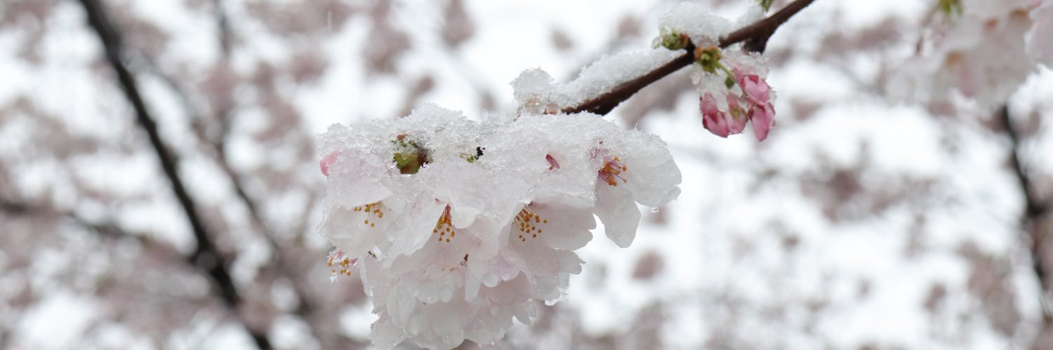 Tokidoki Traveller banner