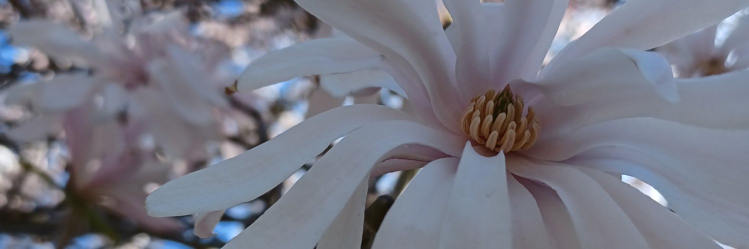 AnnaLilyAnnette's profile banner image