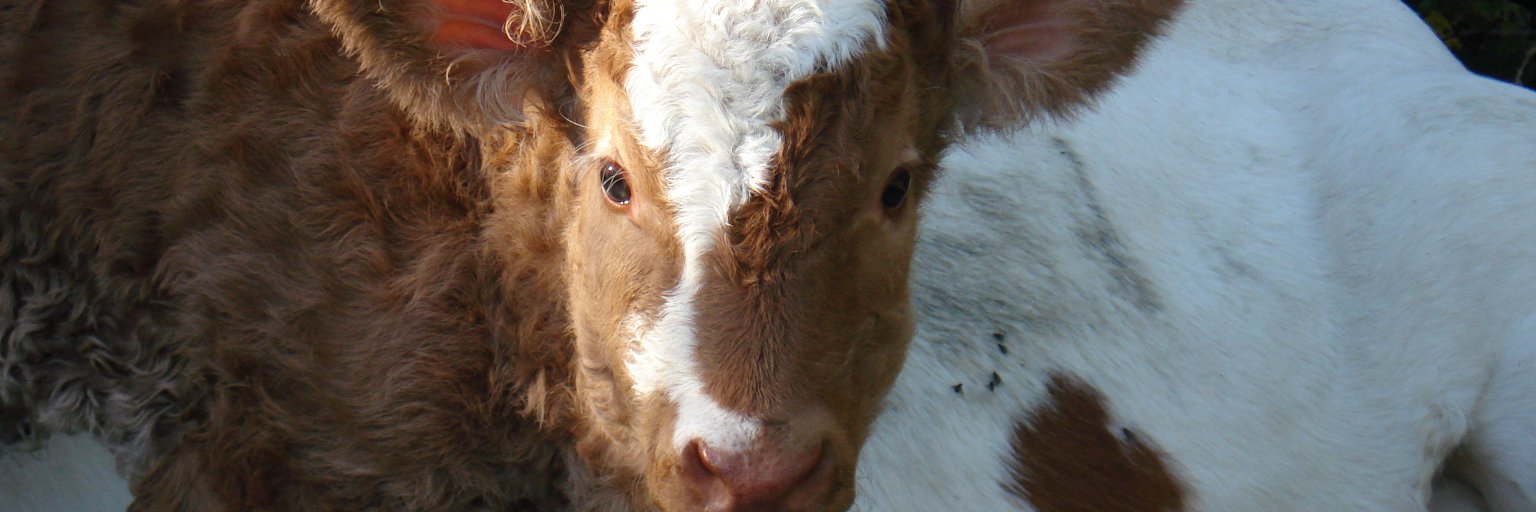 Ed O'Halloran banner