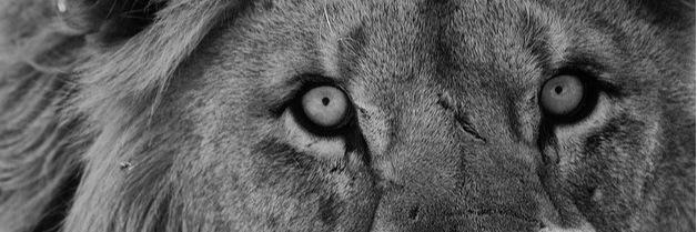 toributt's profile banner image