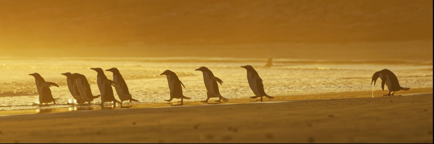 shaho's profile banner image