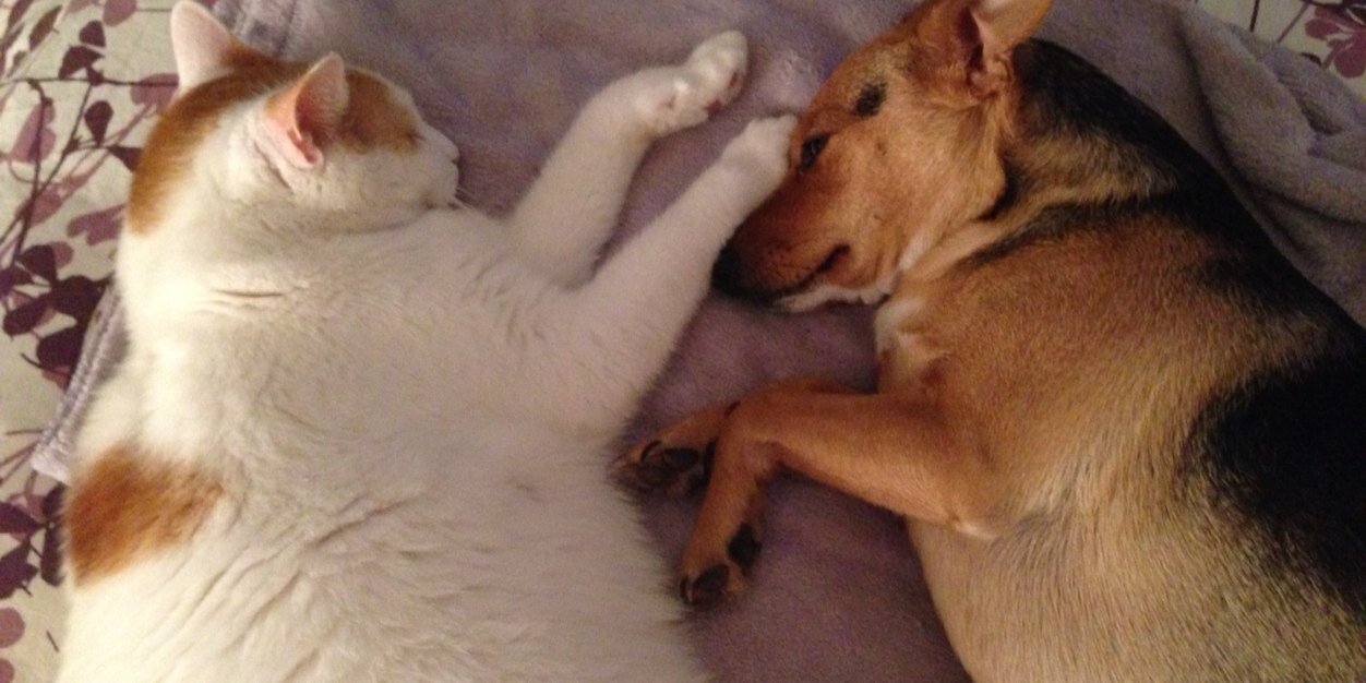 Elizabeth Tem banner