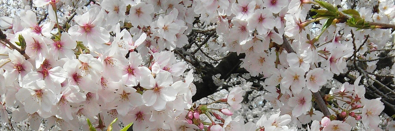 mywhyh's profile banner image