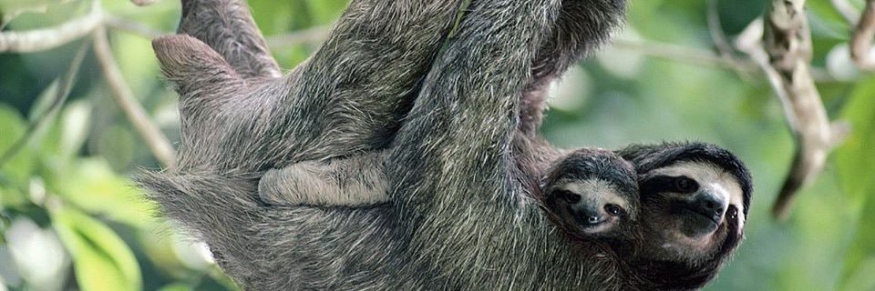 SlothJournal's profile banner image