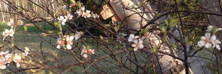 CherryT_Writing's profile banner image