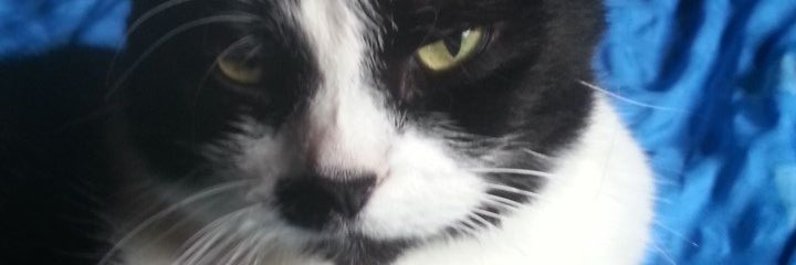 JasinskiLea's profile banner image