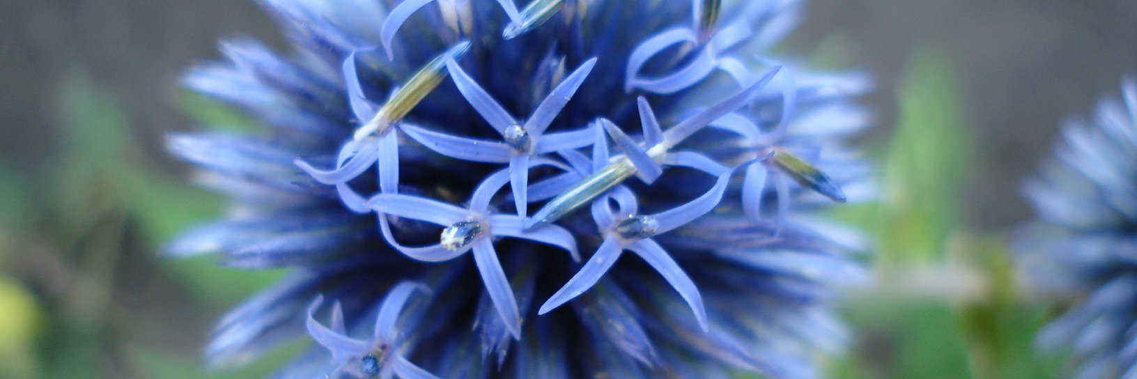 Ana María Laxalt banner