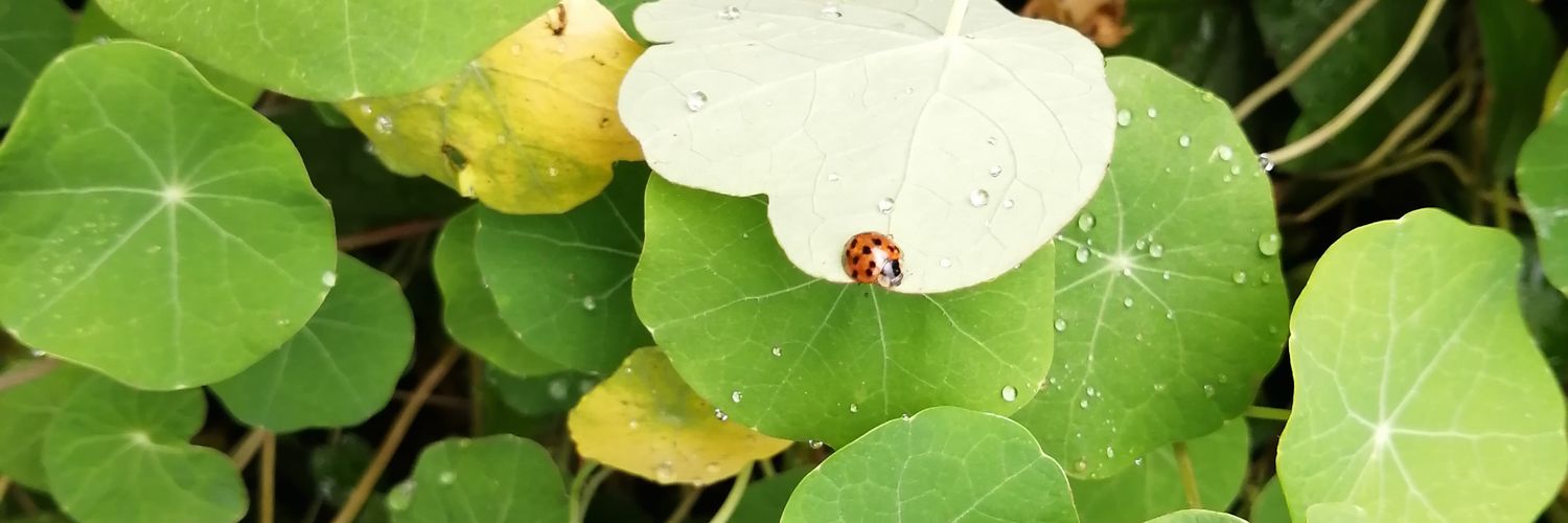 TheVioletTruth's profile banner image