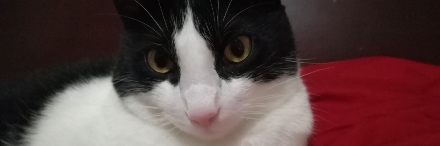 katizap's profile banner image