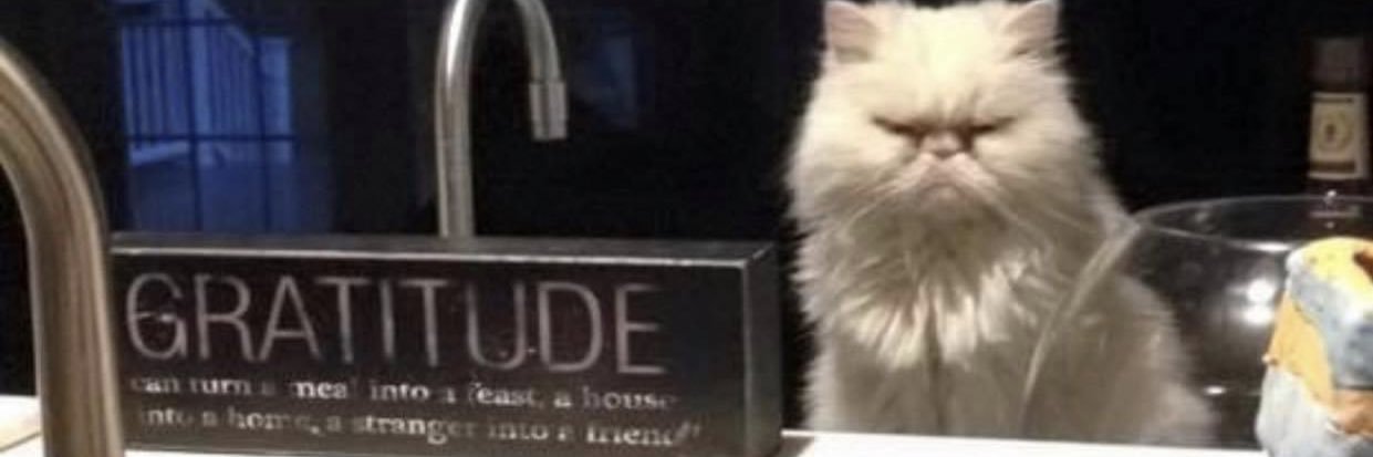 Pugnado 🐾🌪 banner