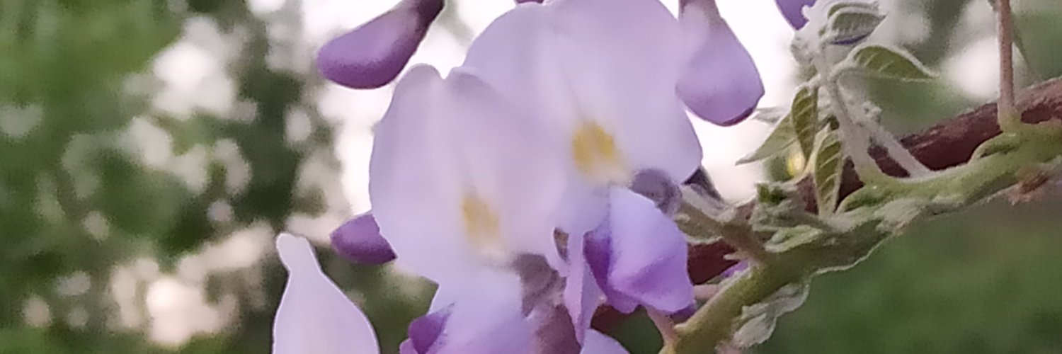 sandra_moran_ps's profile banner image