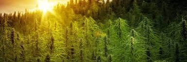 Dr. der Brokkologie und Gemüseforensik banner