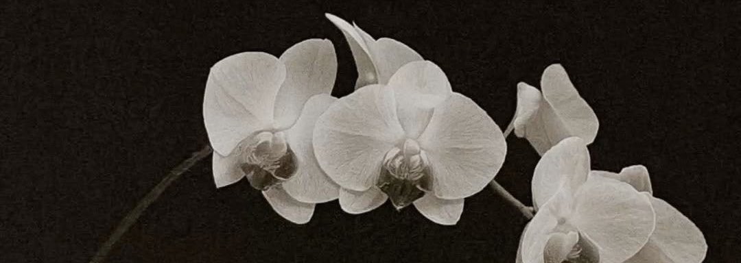 martasanson2's profile banner image