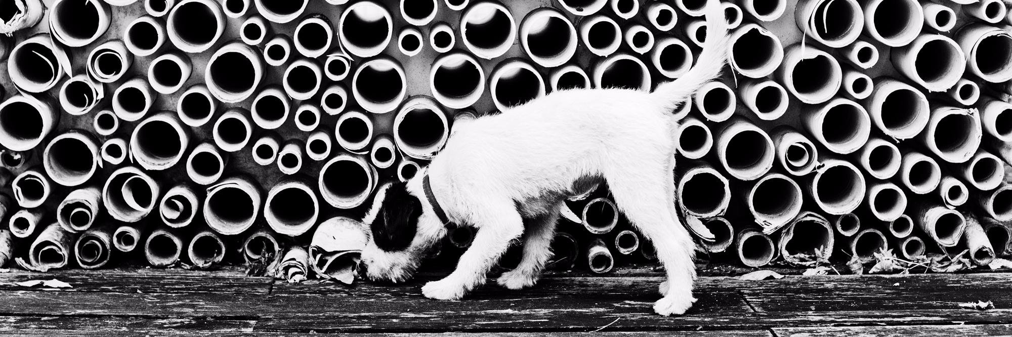 snifffingaround's profile banner image