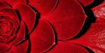 ! banner