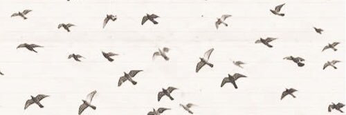 AnaSclis's profile banner image