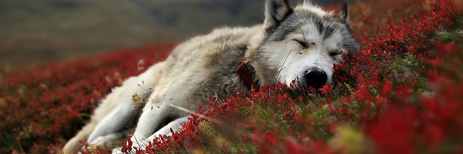 Mr.Passionate banner