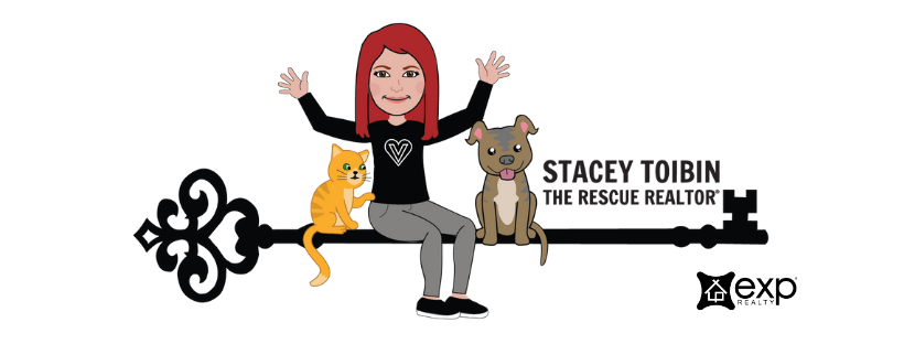 Stacey_Toibin's profile banner image