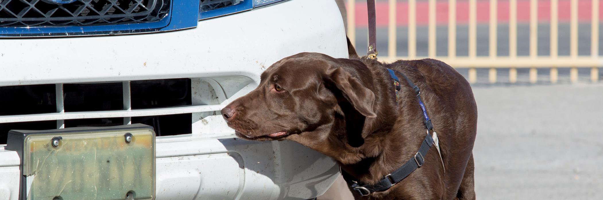 NoseWorkDog's profile banner image