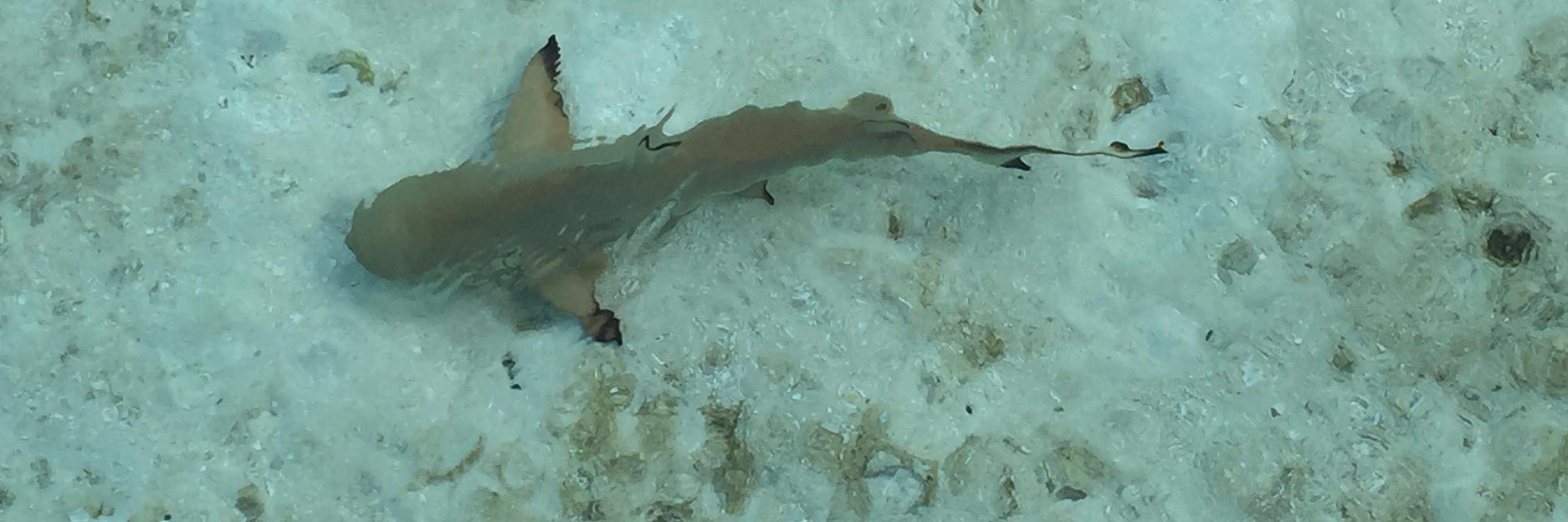 ehessgoespro's profile banner image