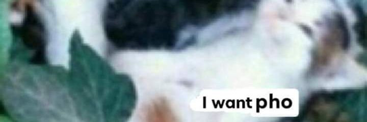 Christopher Snow banner