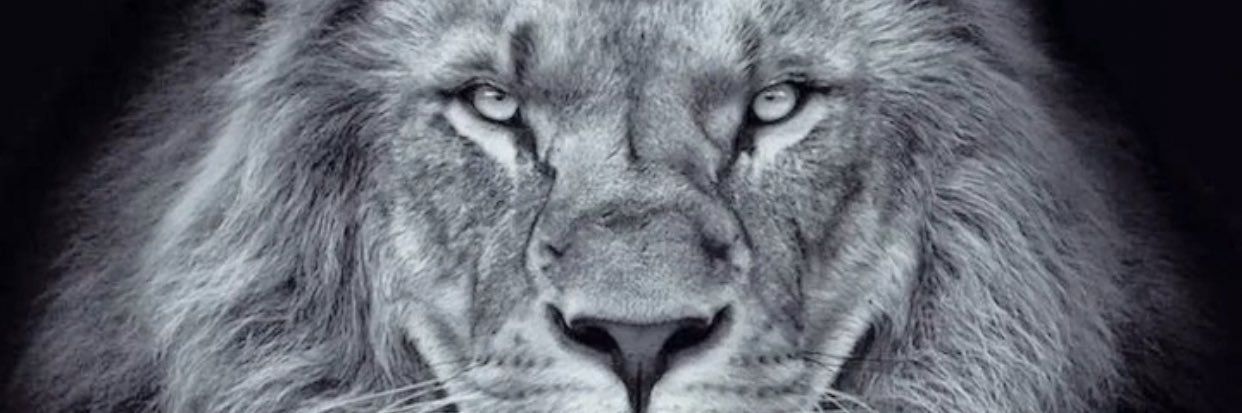 Tauan R. 🐊 banner