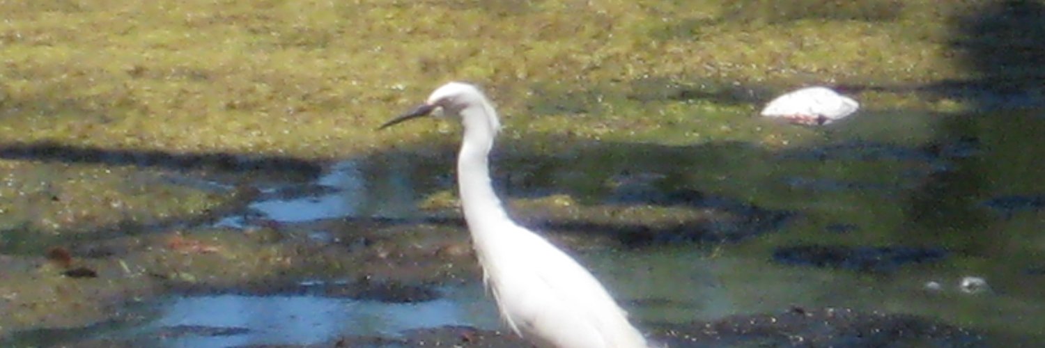 🐝ᎴᏲᏋႱႱᎽᏰᏋᏋ🐝𝓑𝔃𝔃𝔃𝔂 🌴🐠🐴🐘 🐈🐕🌻🌊🌊🥥 🌴 banner