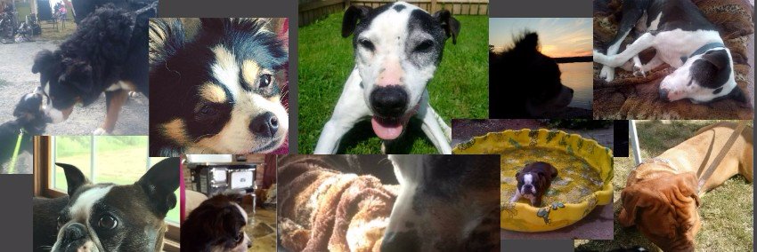 My Dog's Daycare 🇨🇦 banner