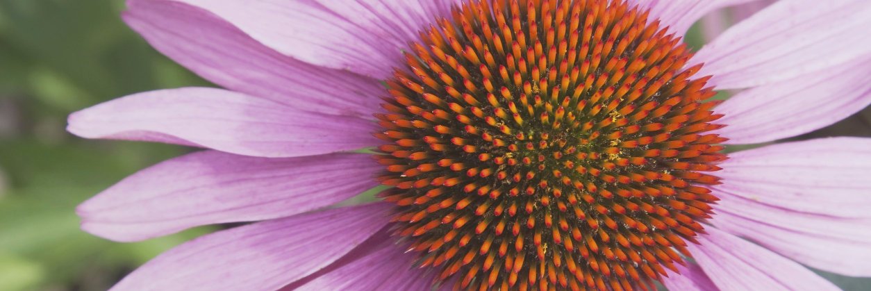 GSFPeaceBar's profile banner image