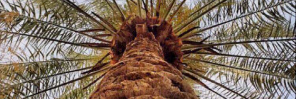 خليل الخميس التميمي banner