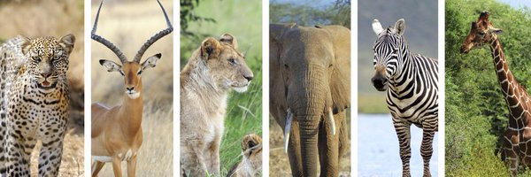 African Conservation Foundation Profile Banner