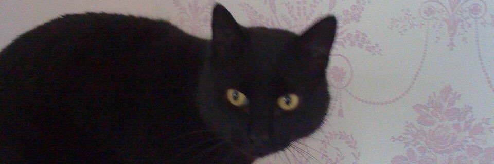 Susan Sandercock banner