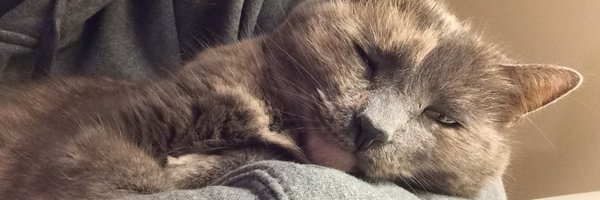 tessamonash Profile Banner