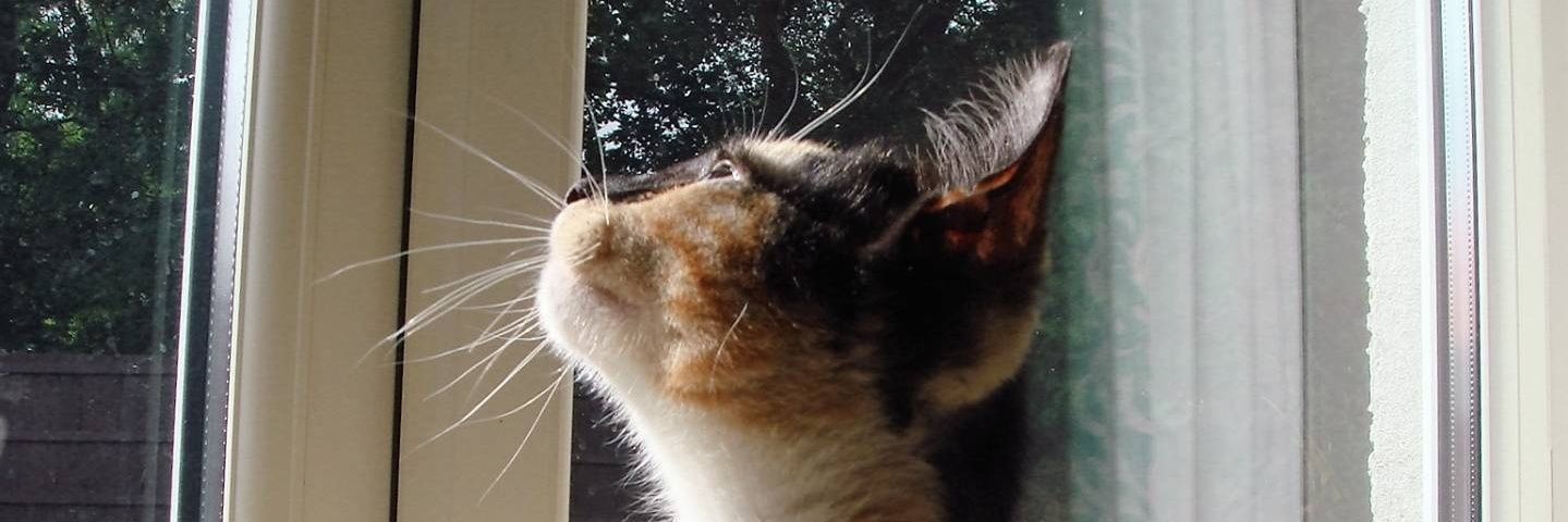 Ask yourself 🇬🇧🇬🇧🏴󠁧󠁢󠁷󠁬󠁳󠁿 banner