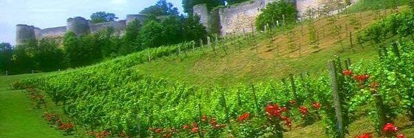 wine4all4wine's profile banner image