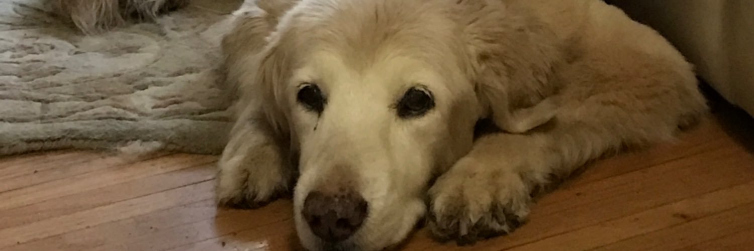 1MountainGypsy's profile banner image