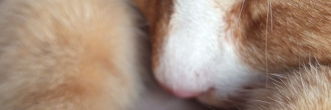 Мати котів, в борговій ямі's banner