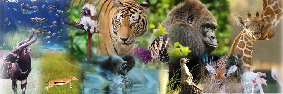 dr_zoolittle's profile banner image