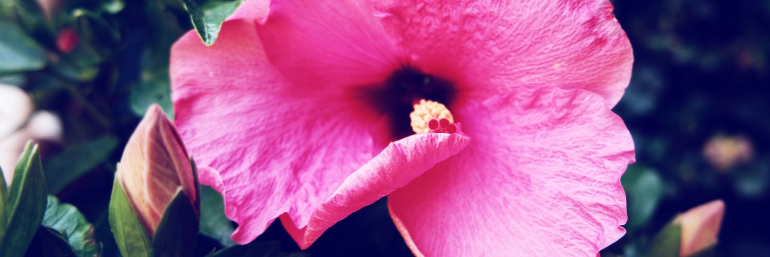 NoMiiVlogs's profile banner image