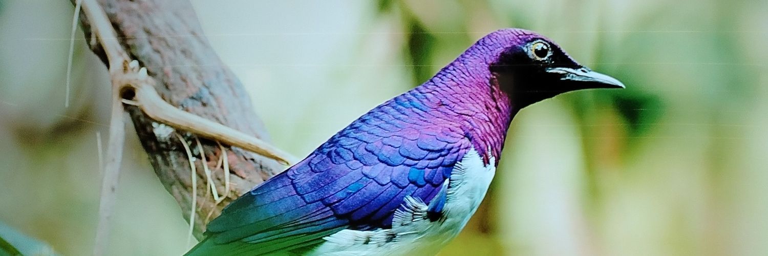 garavis77's profile banner image