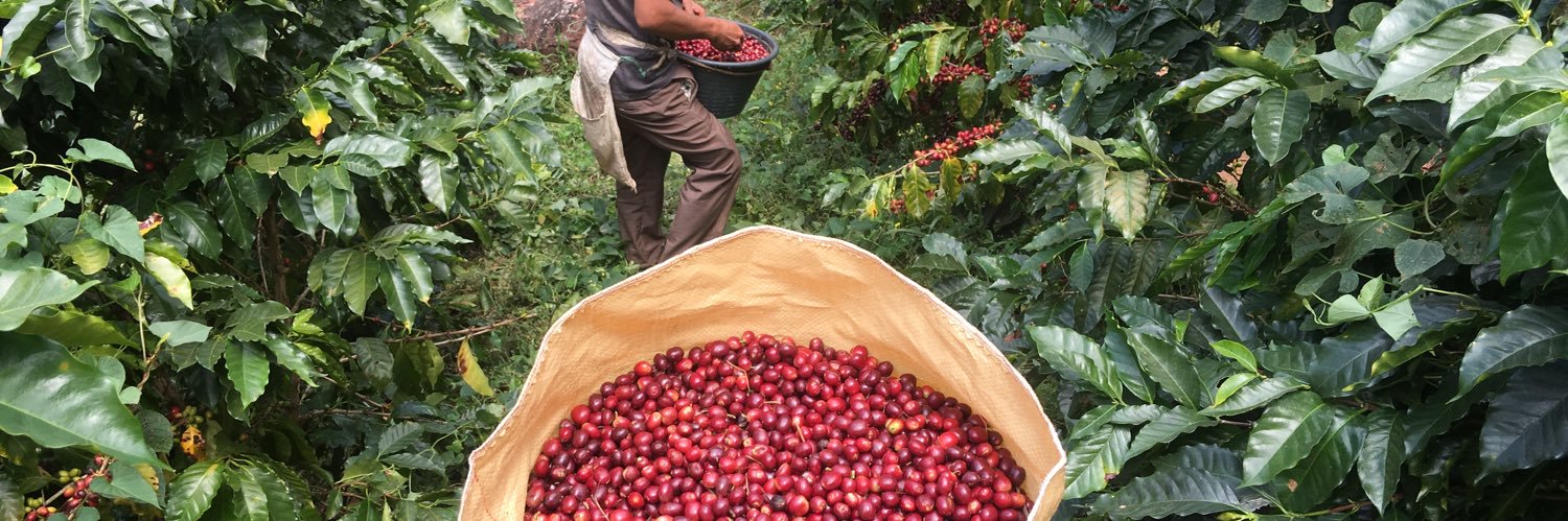 VICoffeeRoaster's profile banner image
