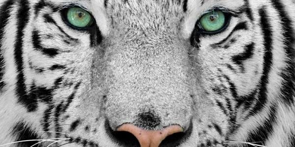 Srtacannabis's profile banner image