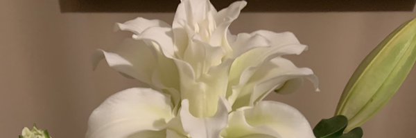 Alidilly Profile Banner