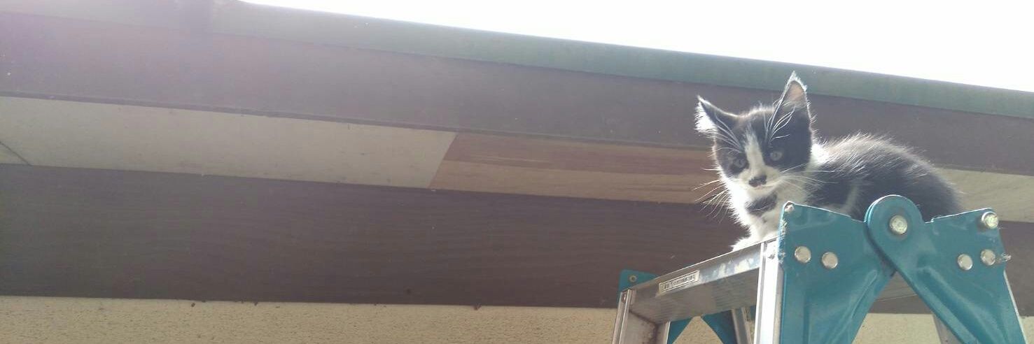 みみみみ banner